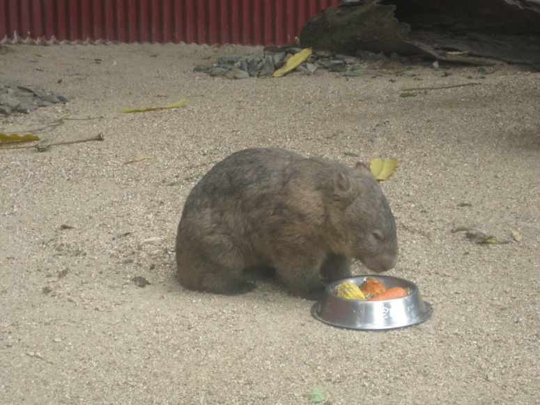 Tonka the wombat